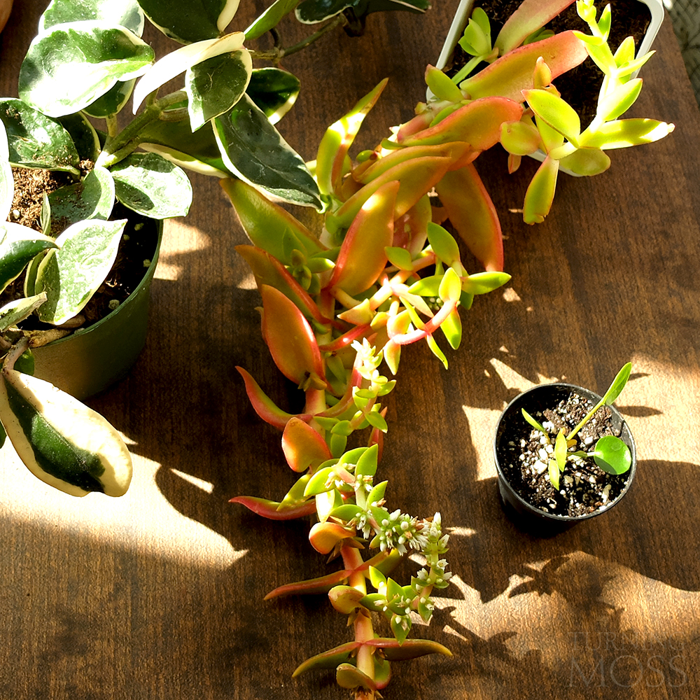 Hoya carnosa variegata, Campfire Succulent, Crassula capitella, Pilea peperomioides - Chinese Money Plant - house plants