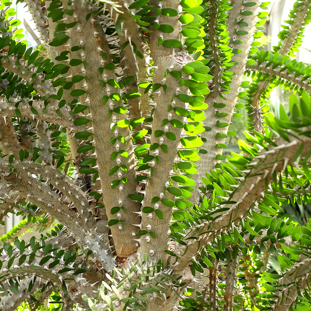 Chicago Botanic Gardens - Alluaudia procera - Succulent