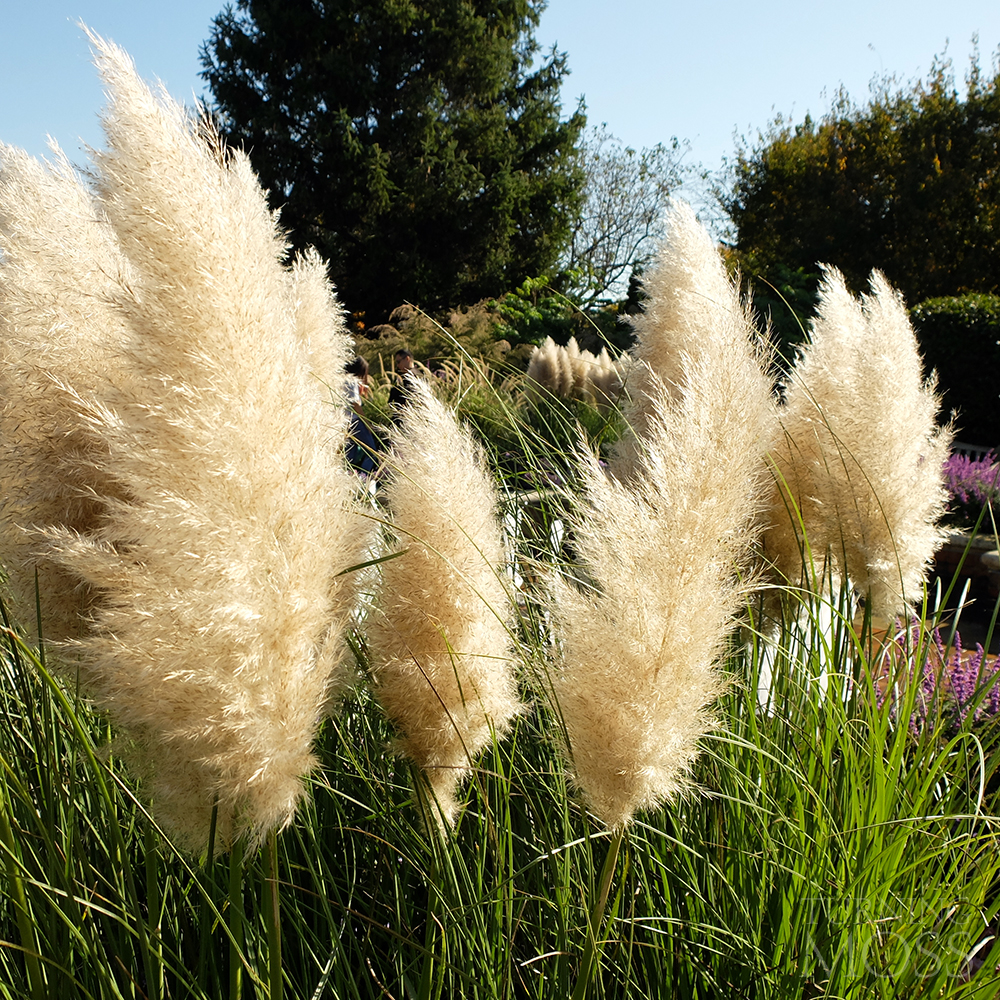 Chicago Botanic Gardens - Cottontail Grass