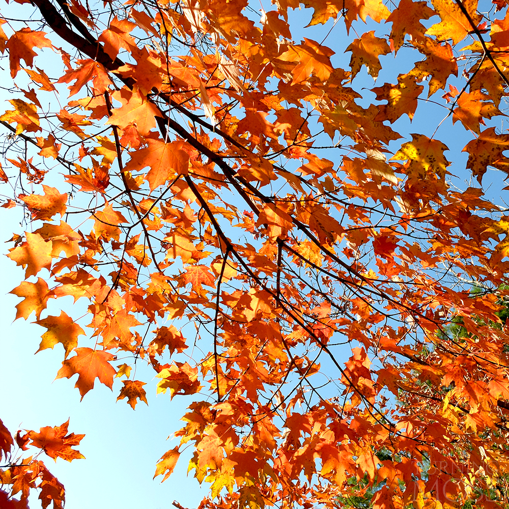 Chicago Botanic Gardens - Maple Tree - Komorebi - Fall Colors