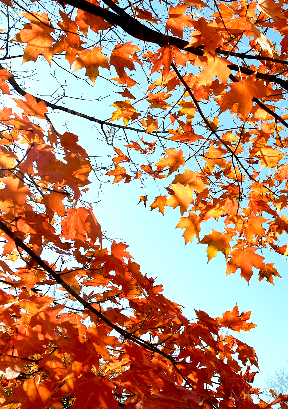Chicago Botanic Gardens - Maple Tree - Komorebi - Fall Colors