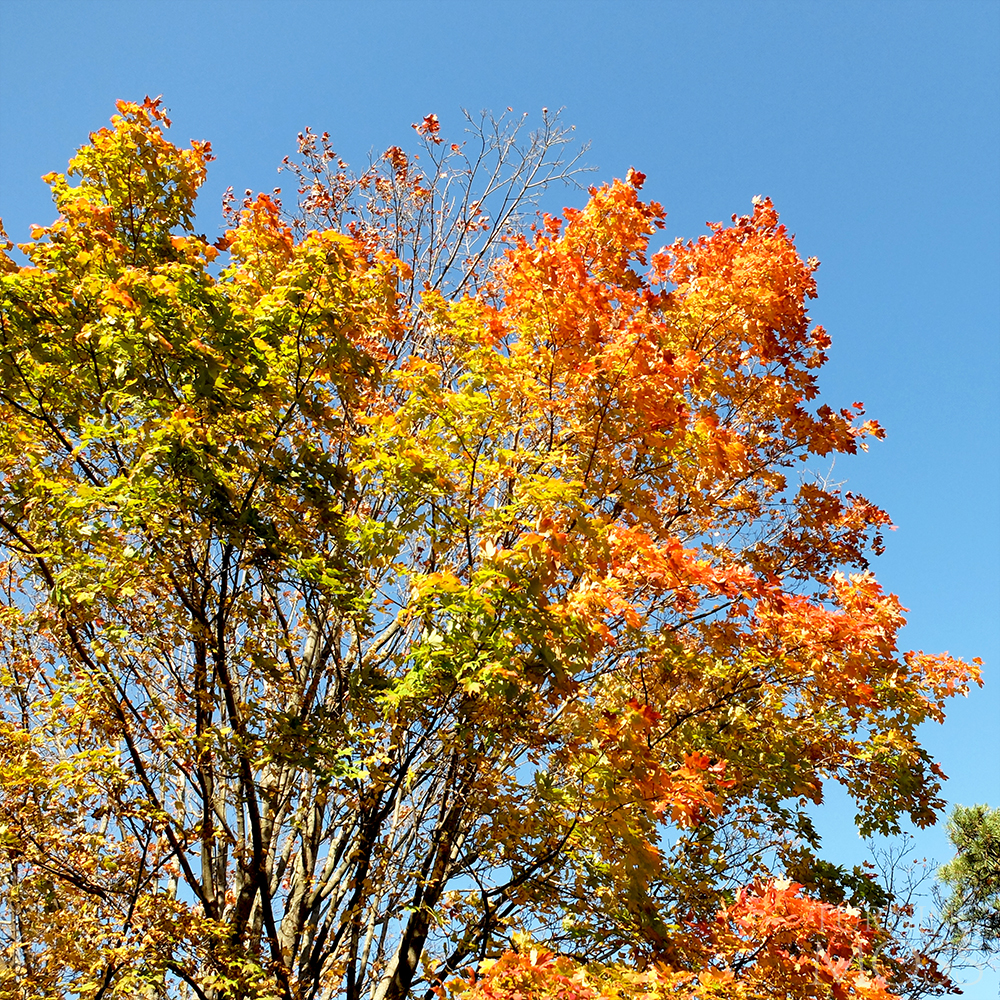 Chicago Botanic Gardens - Maple Tree - Fall Colors