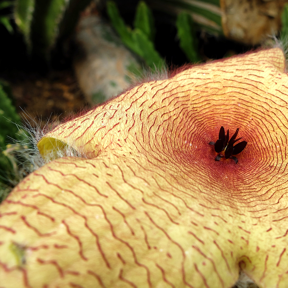 Chicago Botanic Gardens - Stapeia Gigantea - Giant Toad Plant Flower