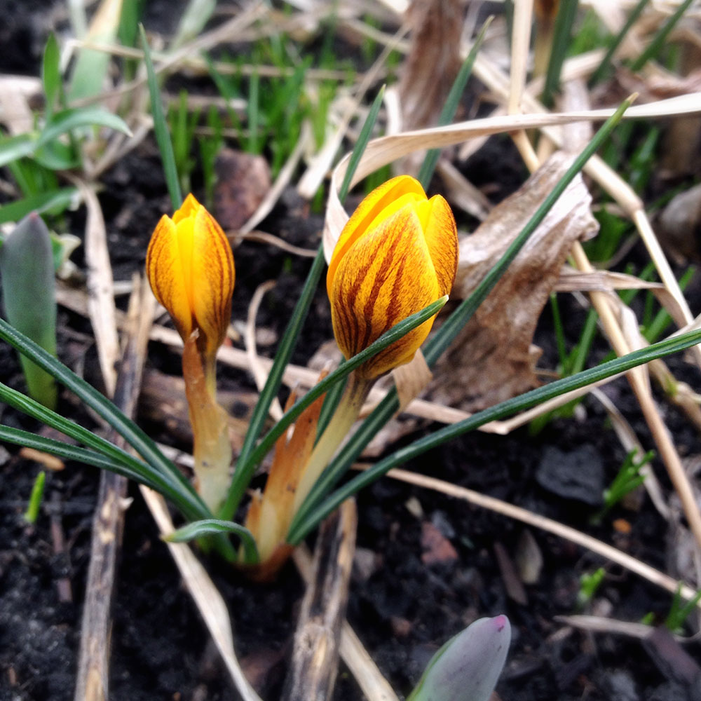 early spring flowers - Golden Crocus