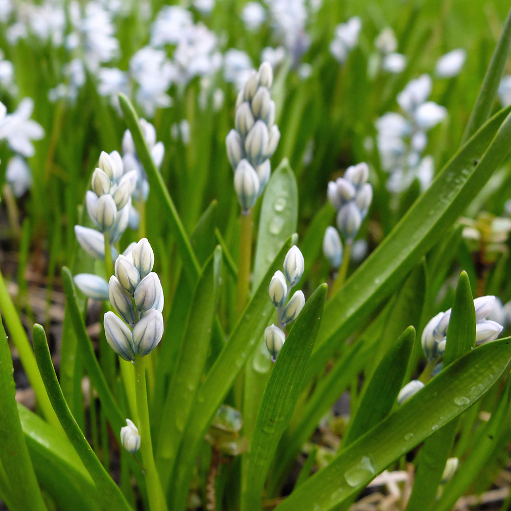 Glory Of The Snow - Spring Flowers