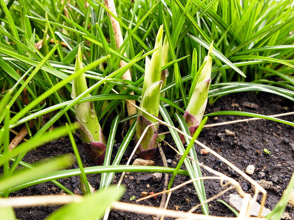 Hostas popping up in April