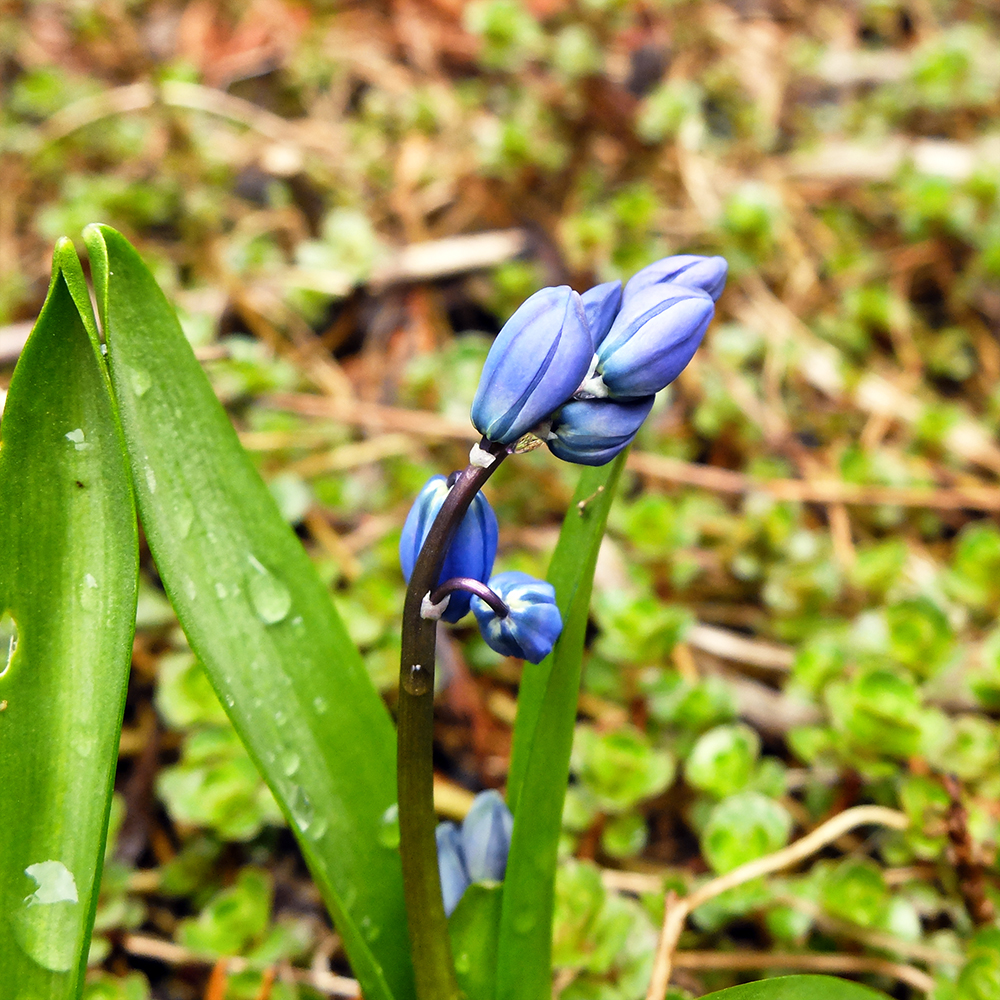 Purple Glory of the Snow - early spring flowers