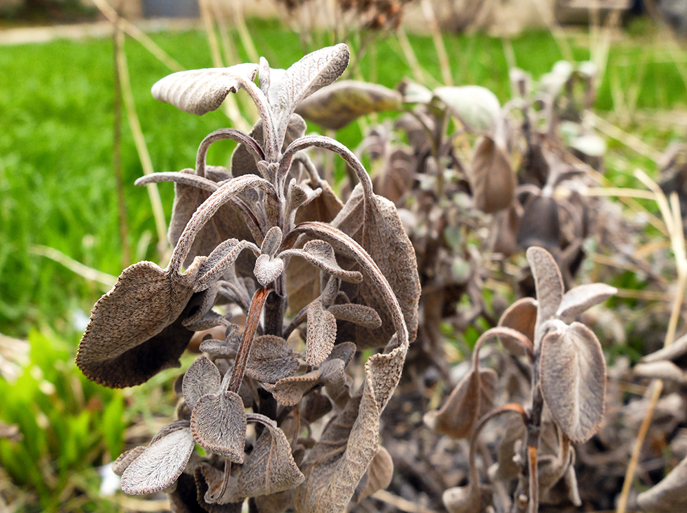 dead sage in the backyard from last years garden