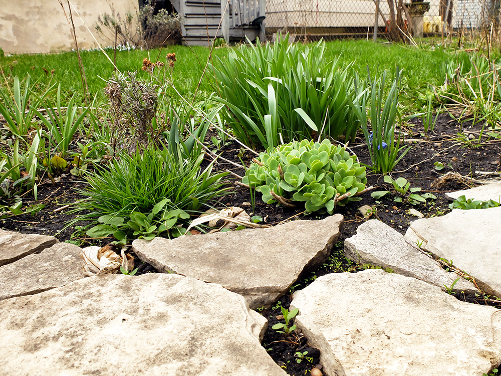 backyard in April - spring growth