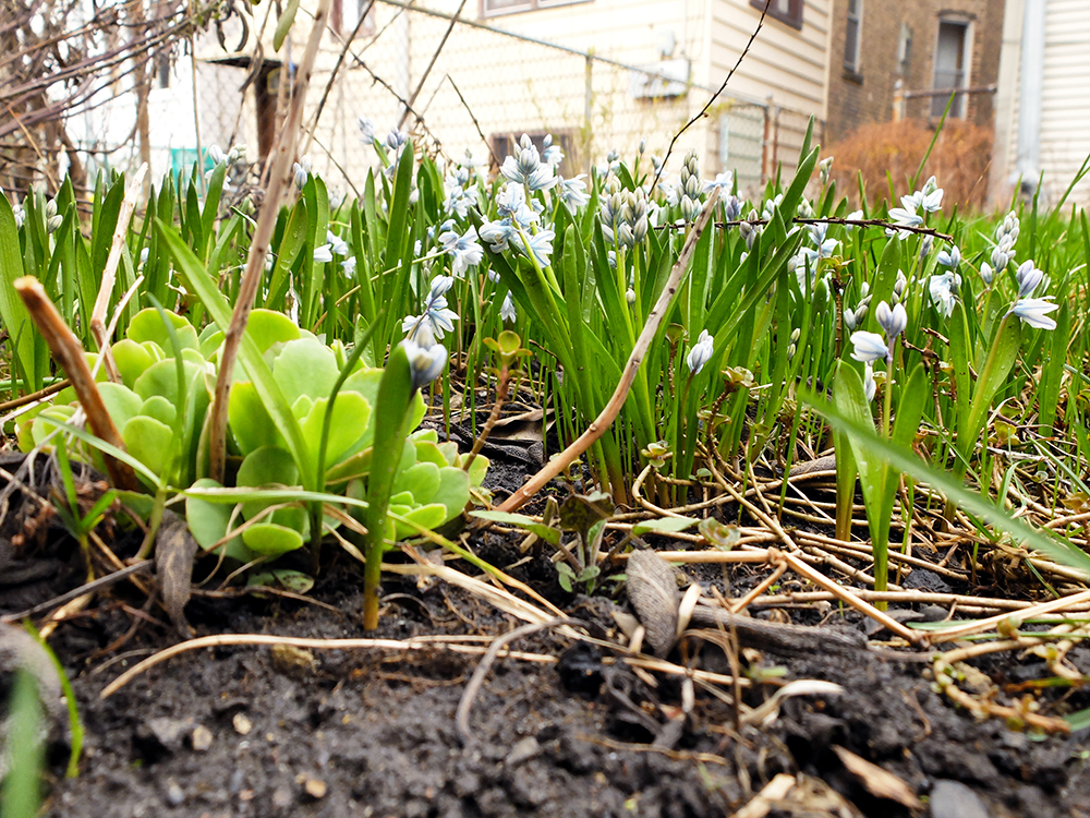 spring growth in the backyard