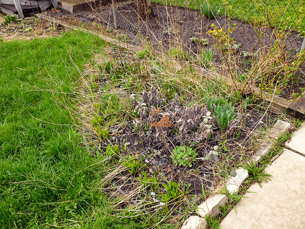 Backyard garden in the beginning of April time to pull some weeds!