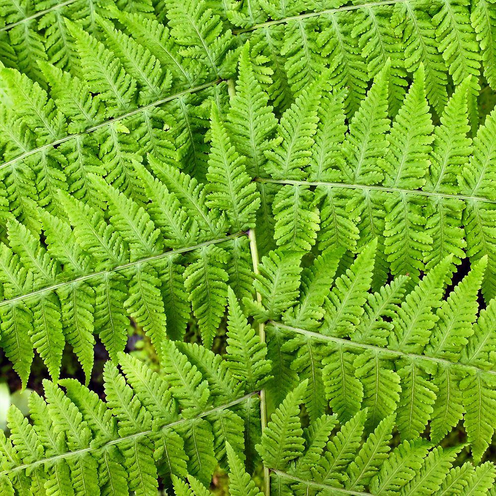 Garfield Park Conservatory - Fern