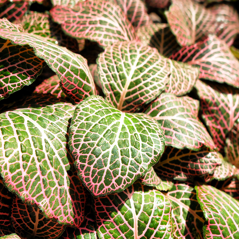 Garfield Park Conservatory - Mosaic Plant