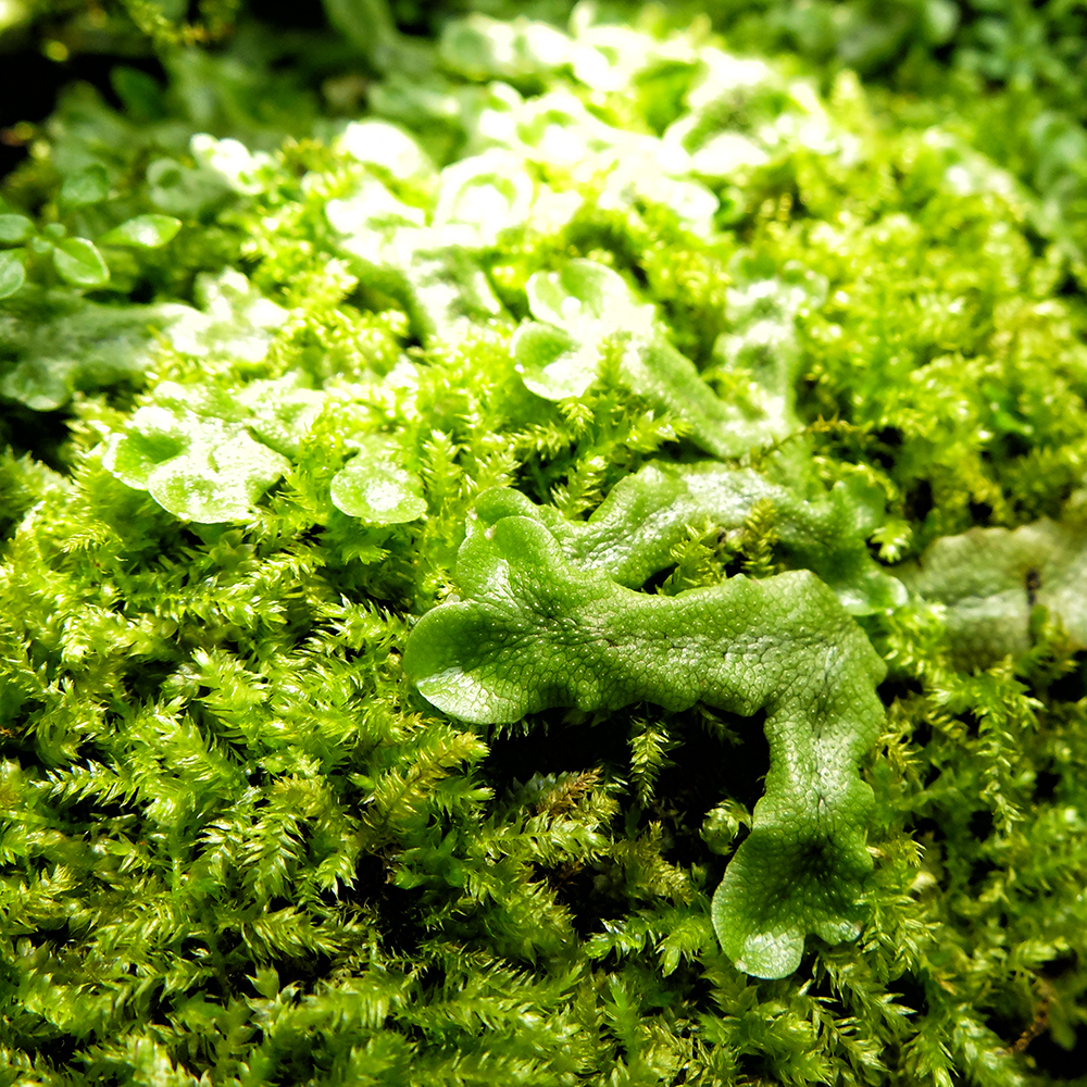 Garfield Park Conservatory - Moss