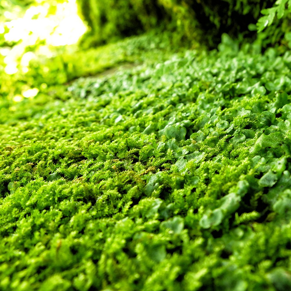 Garfield Park Conservatory - Moss