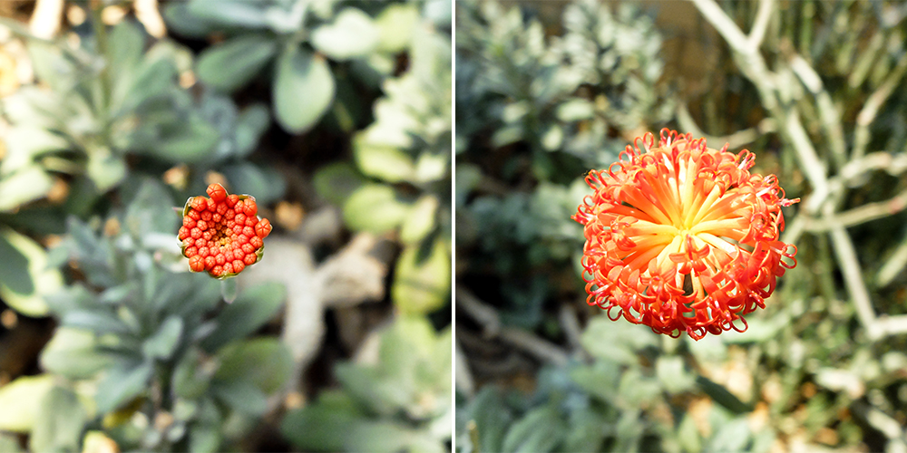 Garfield Park Conservatory - Orange Button