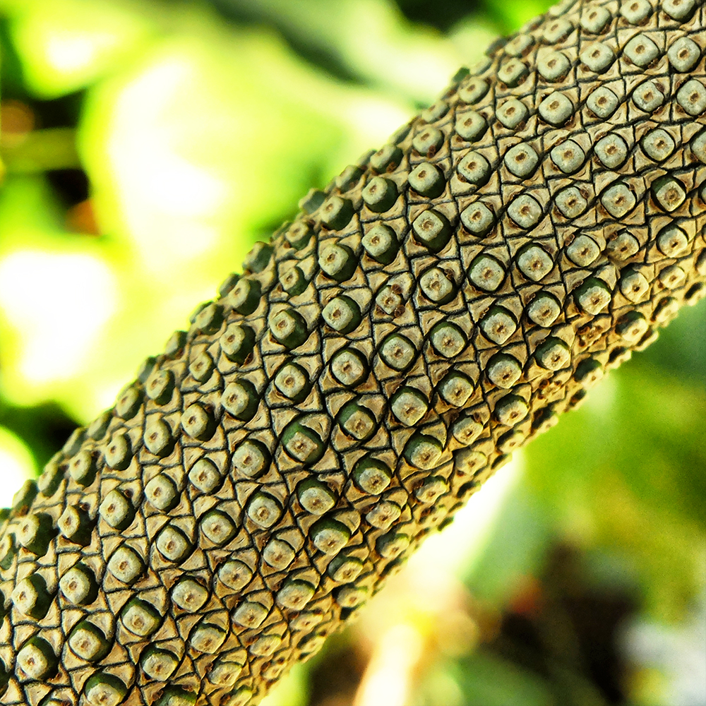 Garfield Park Conservatory - Fractals in Nature - Patterns in Nature