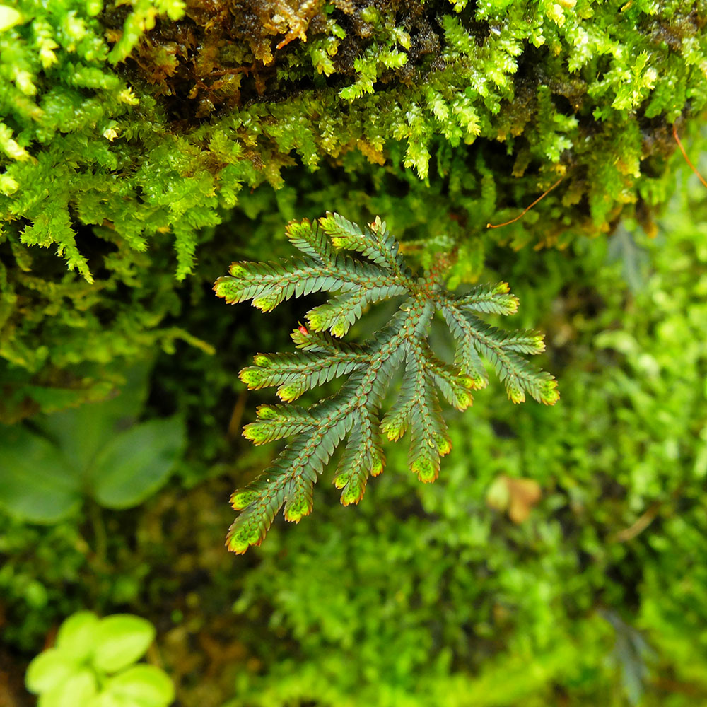 Garfield Park Conservatory - Spike Moss