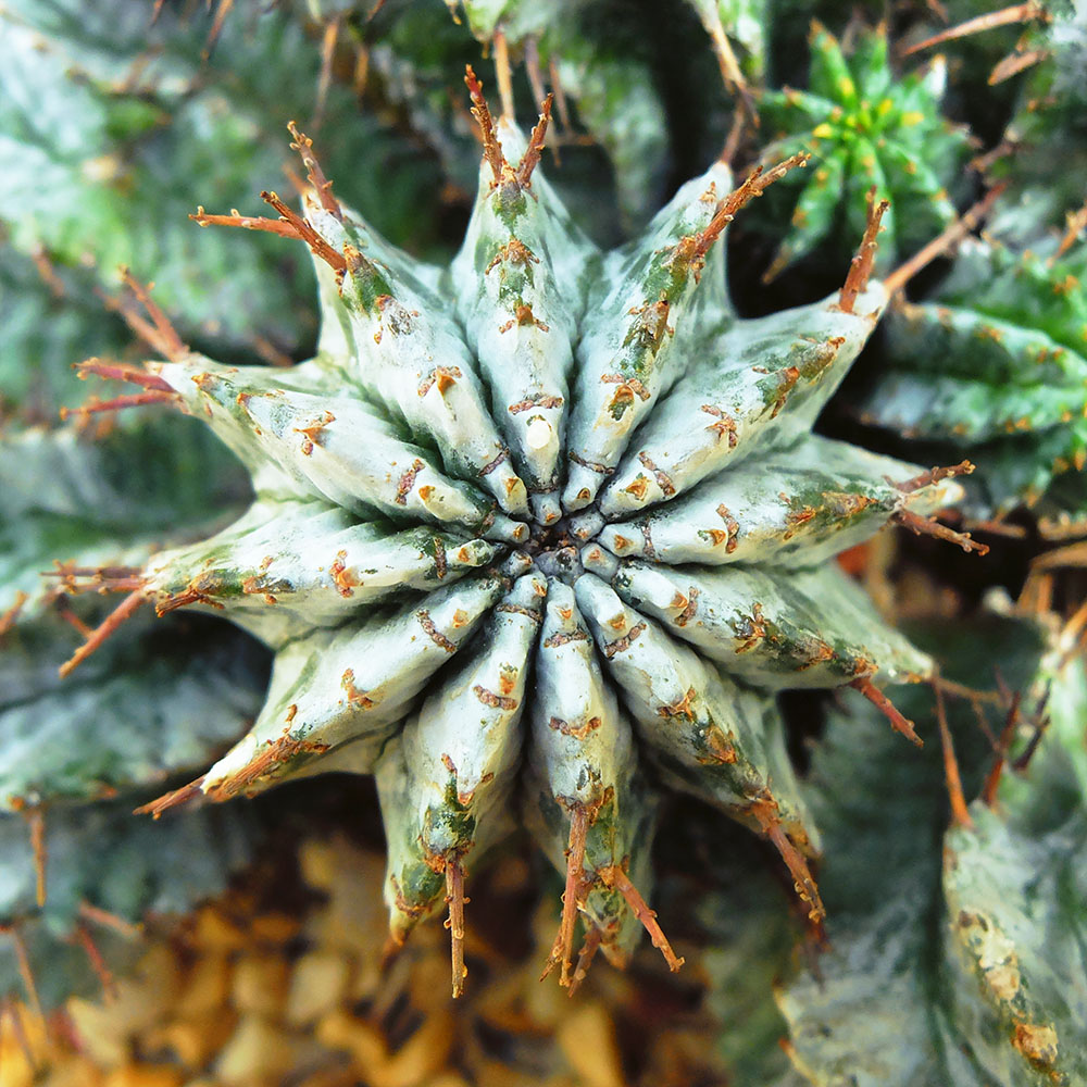 Garfield Park Conservatory - Succulent - Fractals