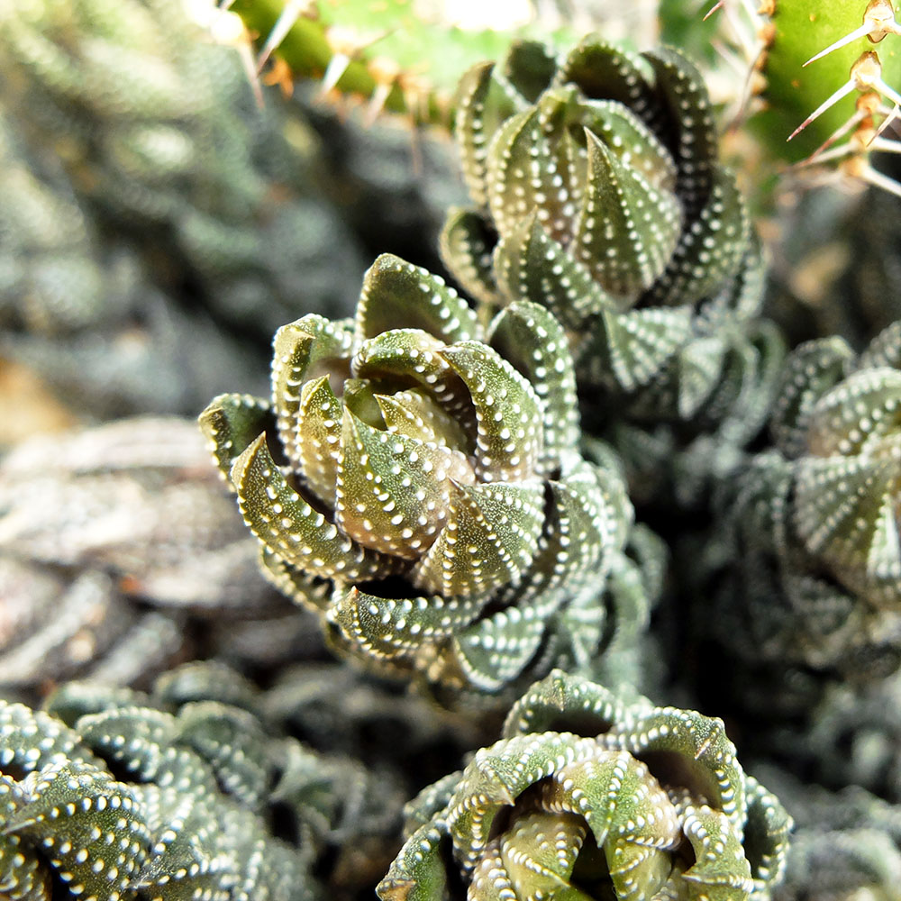 Garfield Park Conservatory - Succulent - Fractals in Nature 