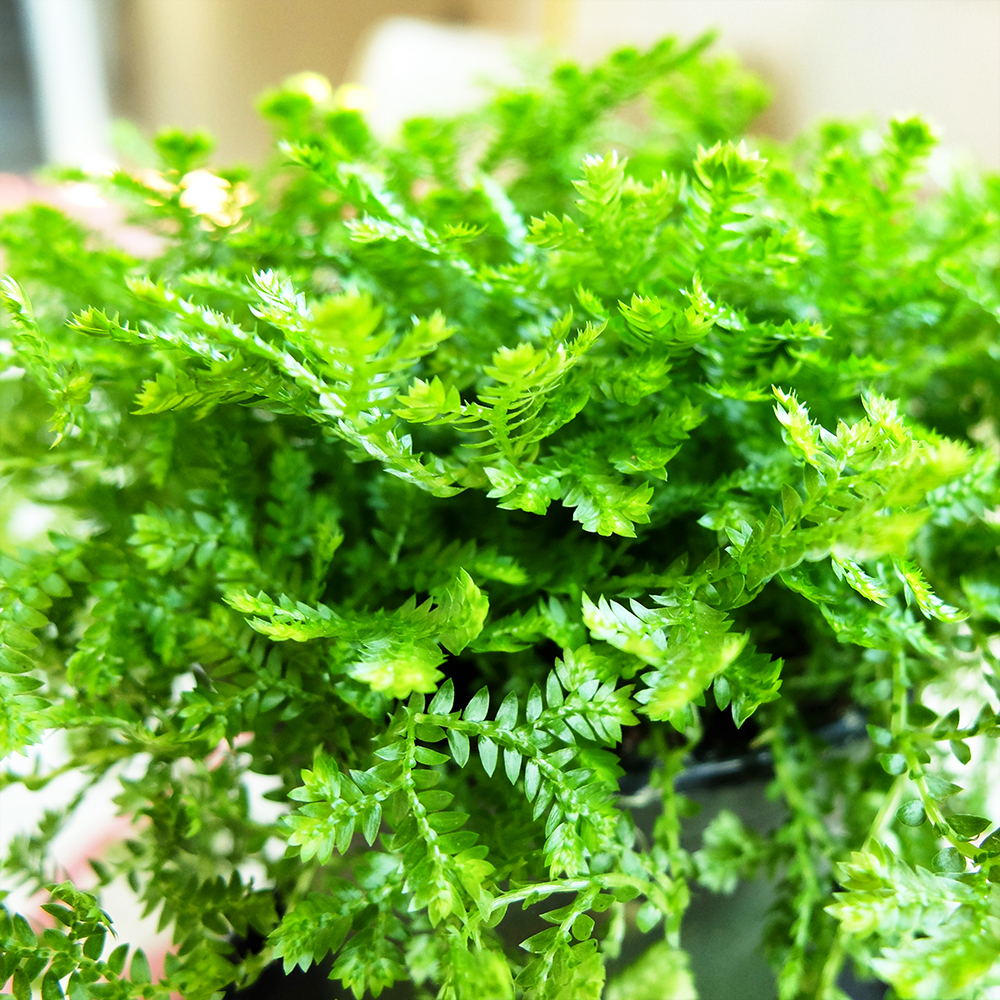 Selaginella Club Moss