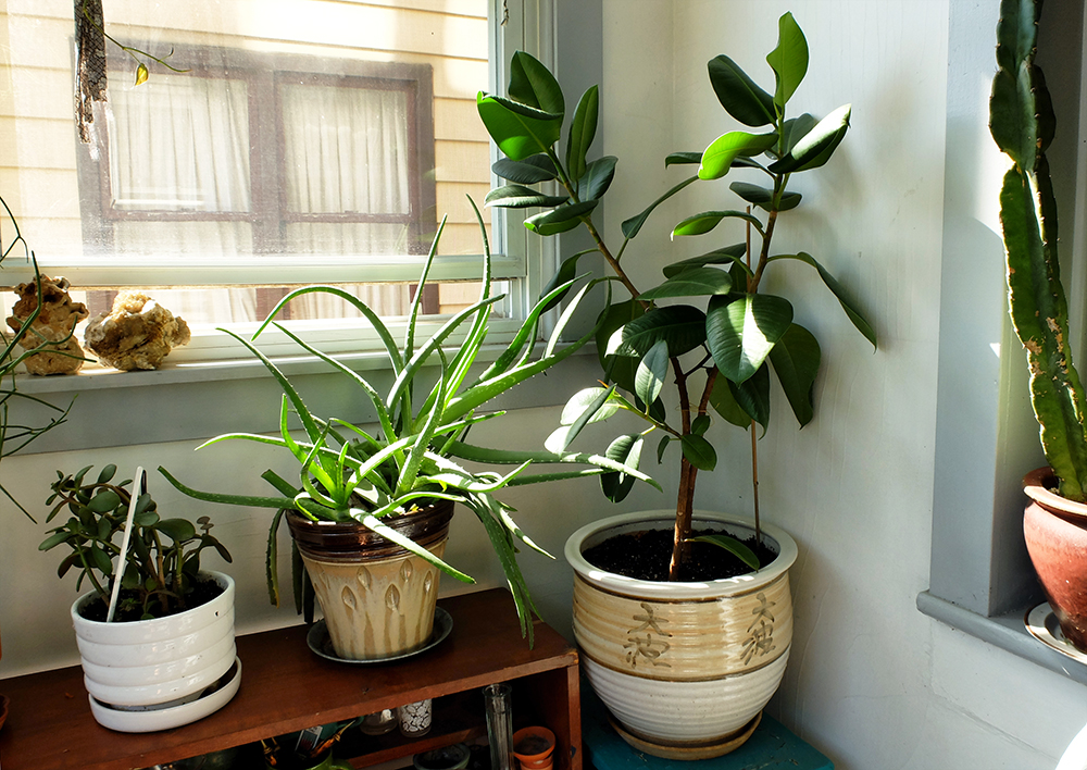 rubber tree, aloe, and Jade