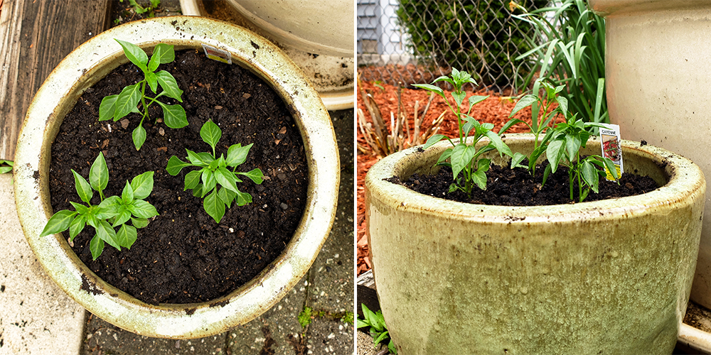 growing Cayenne peppers - potted pepper garden