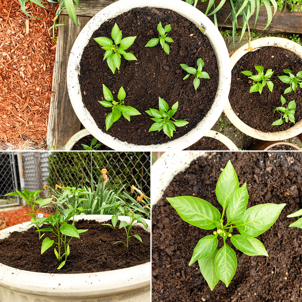 growing hot Cherry Peppers and Jalapeños - potted pepper garden