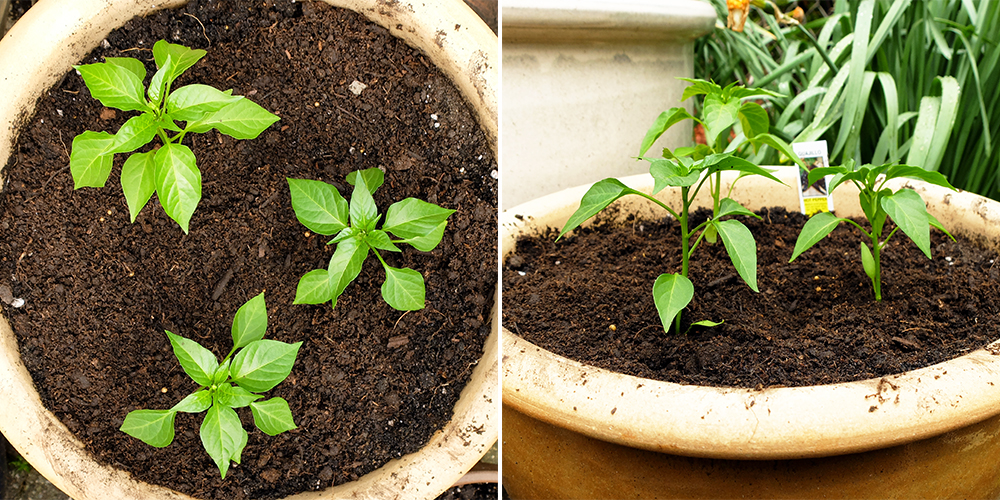 growing Guajillo peppers - potted pepper garden 