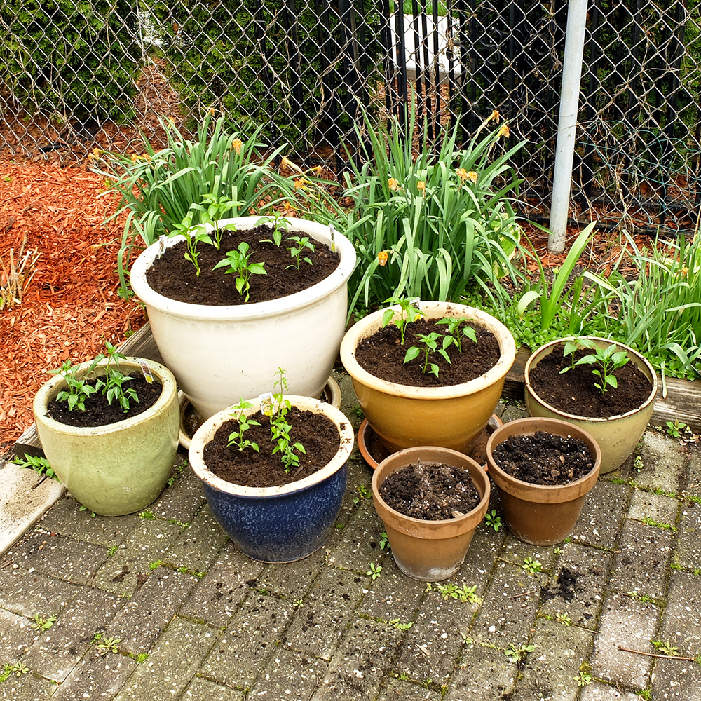 potted pepper garden