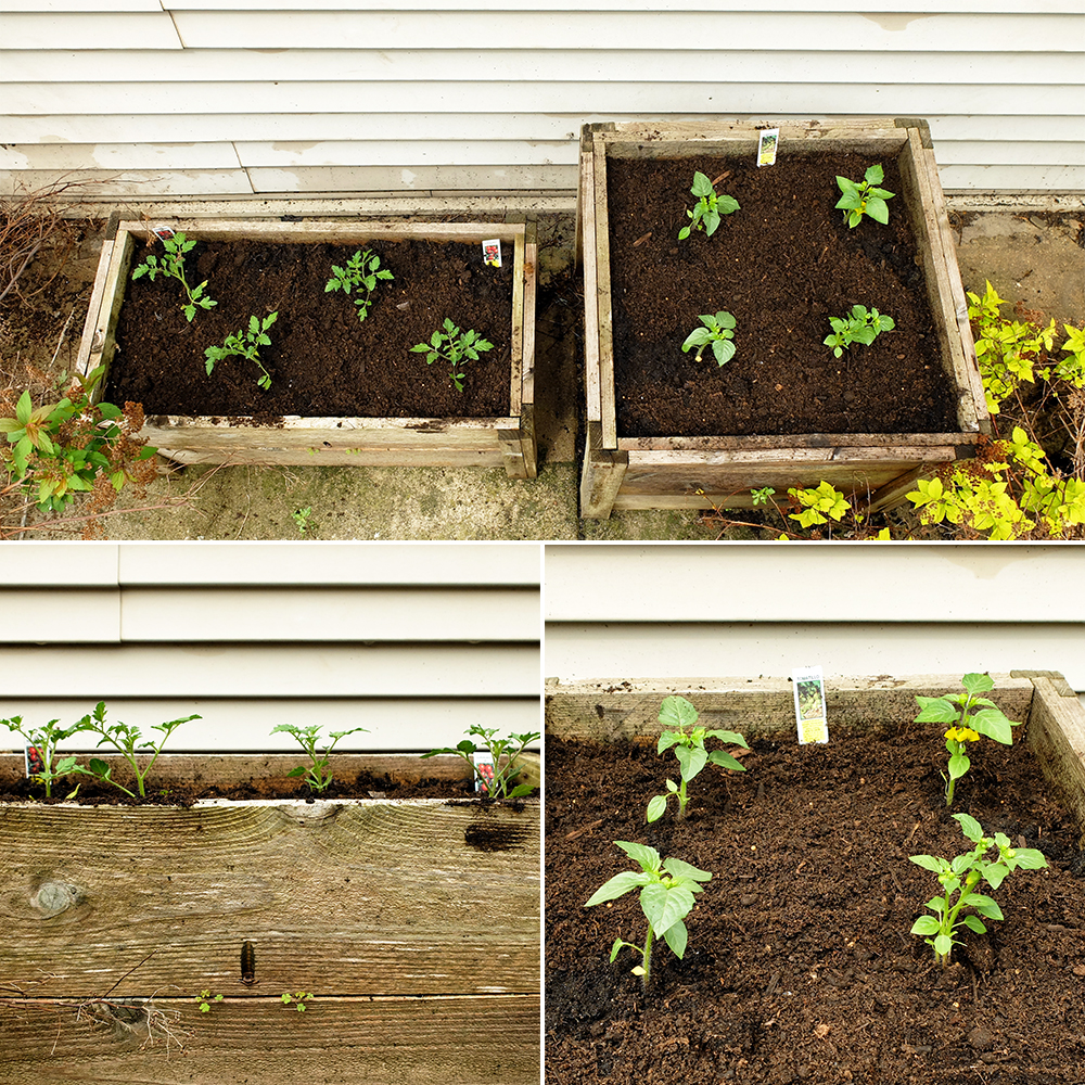 Tomato and Tomatillo garden april 21st