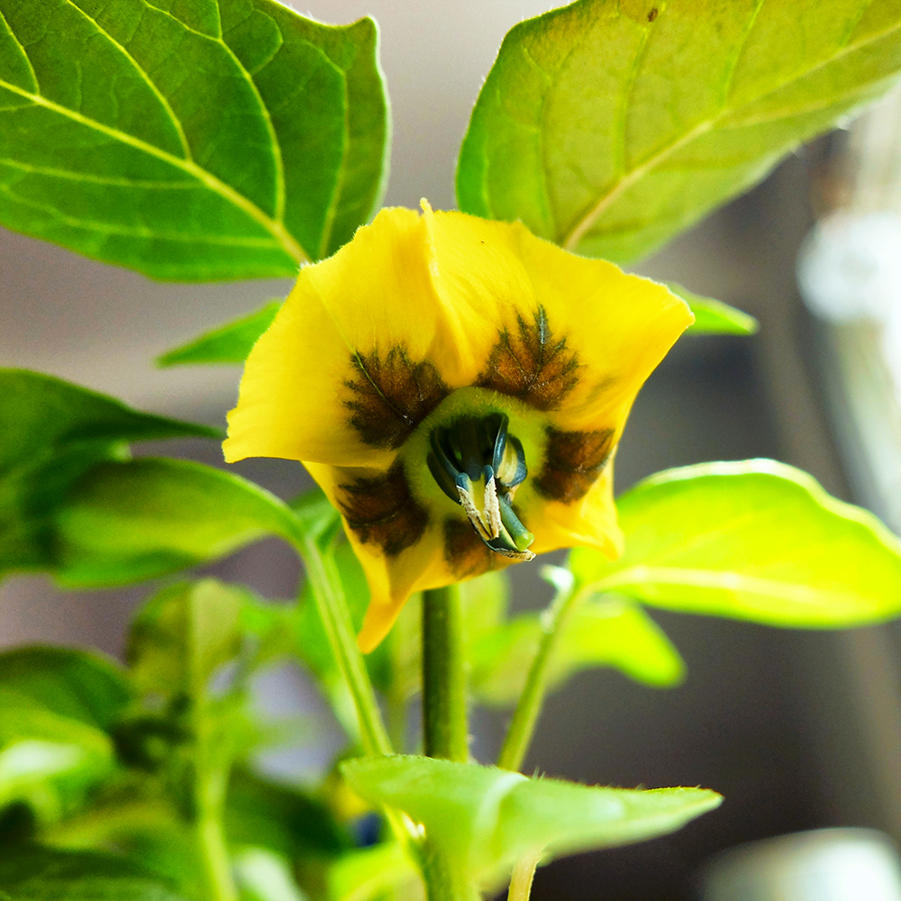 Tomatillo Flower