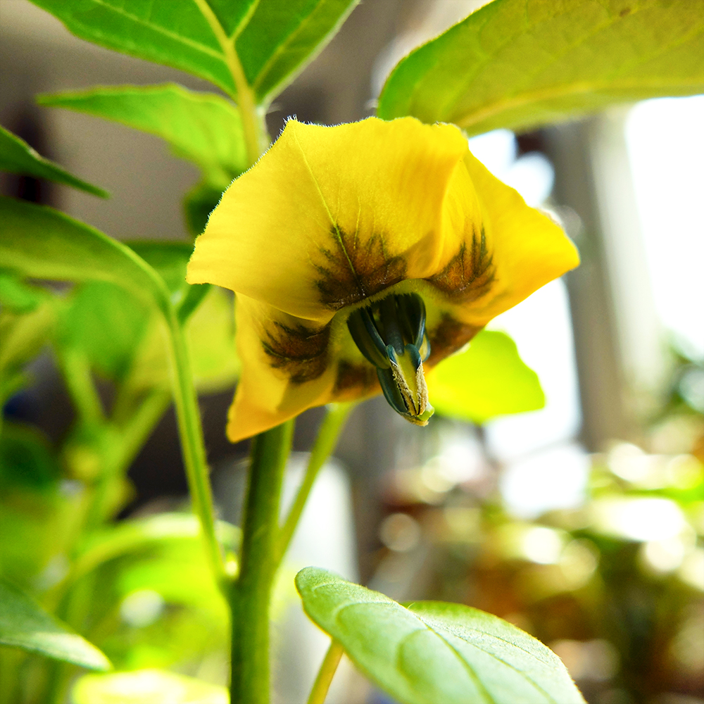 Tomatillo Flower