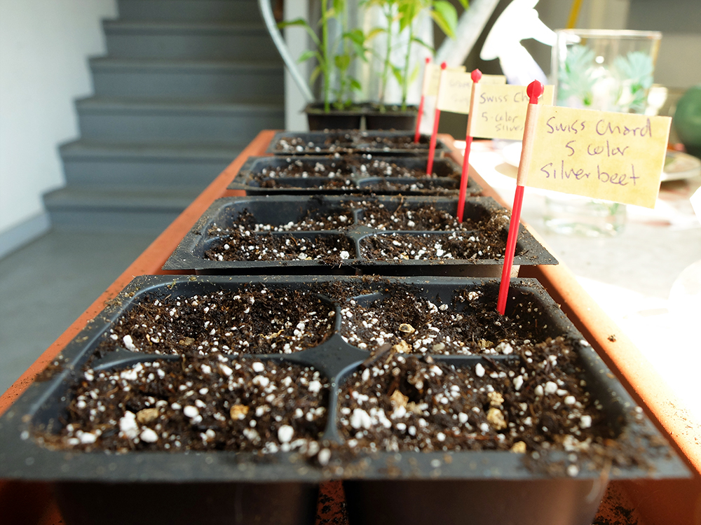 planting Swiss Chard Seeds