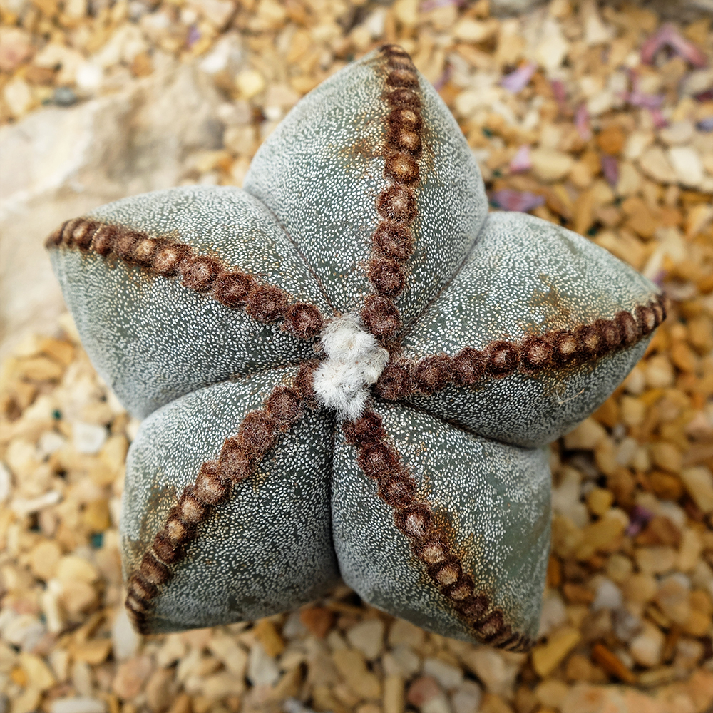 Bishop's Cap Cactus - Astrophytum myriostigma