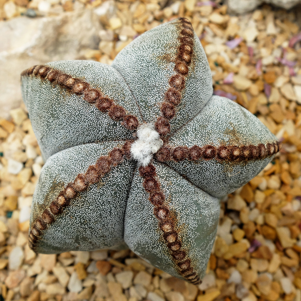 Bishop's Cap Cactus - Astrophytum myriostigma