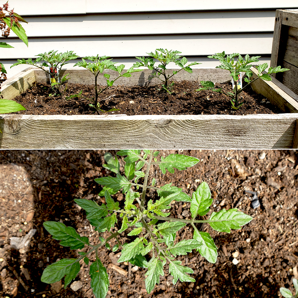 Growing Tomatoes - May 5th 2016