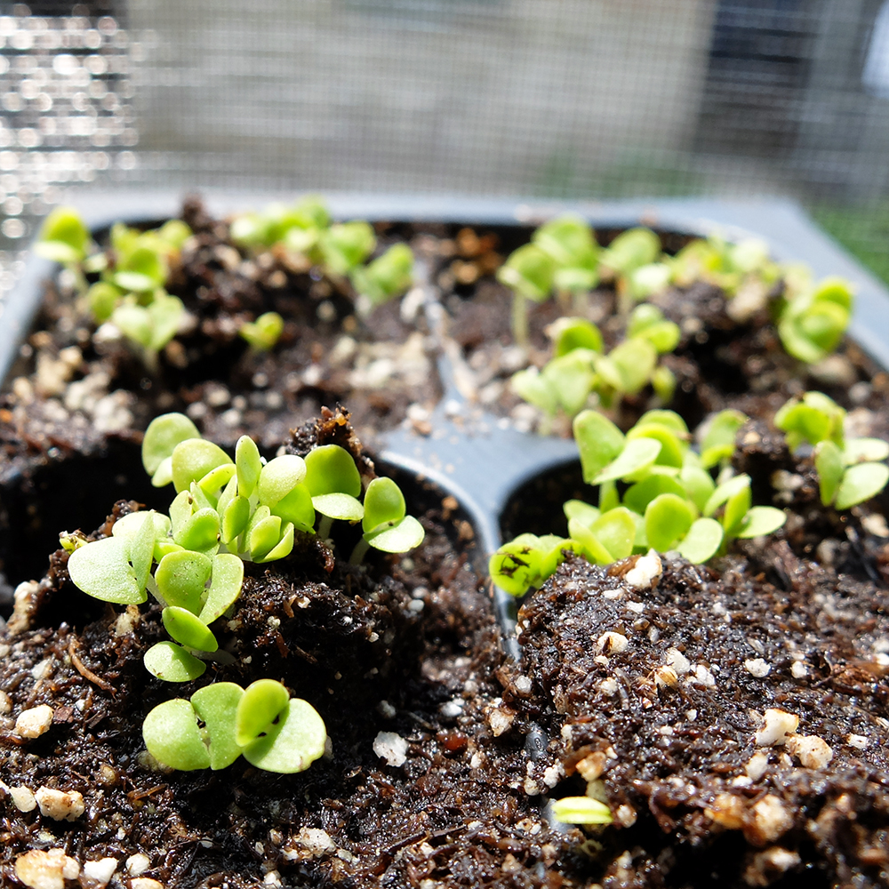 planting basil sprouts