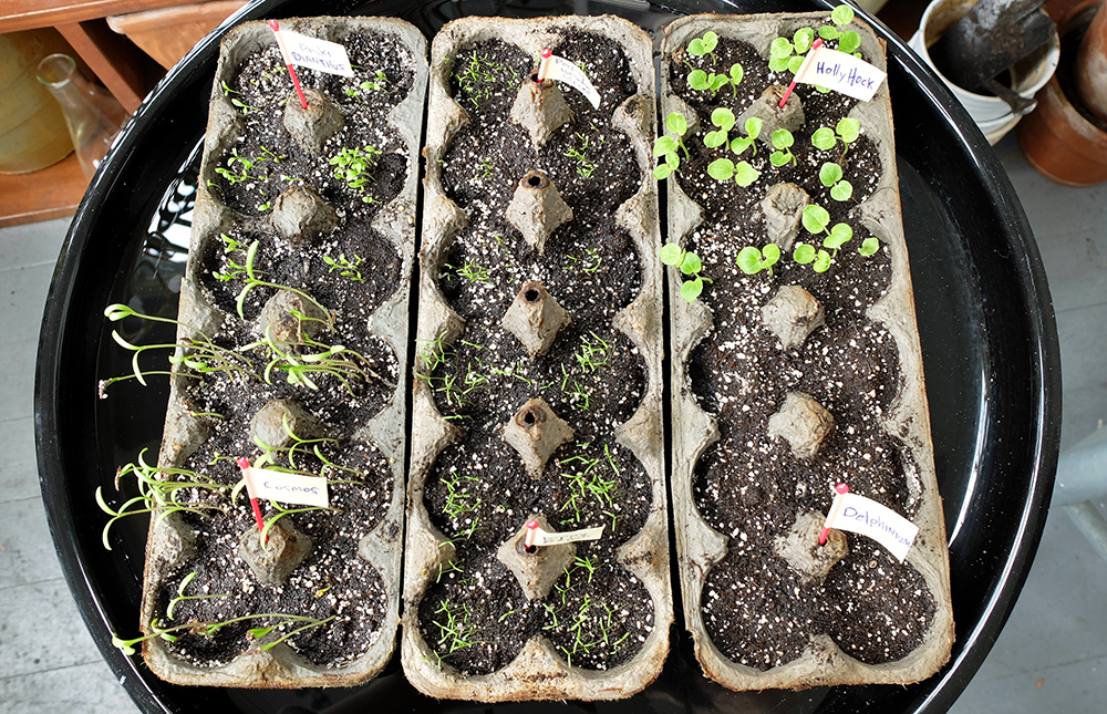 planting flower seeds - Poppies, Hollyhocks, Dianthus, Cosmos, Delphinium