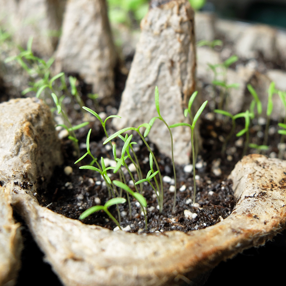 planting flower seeds - Poppies