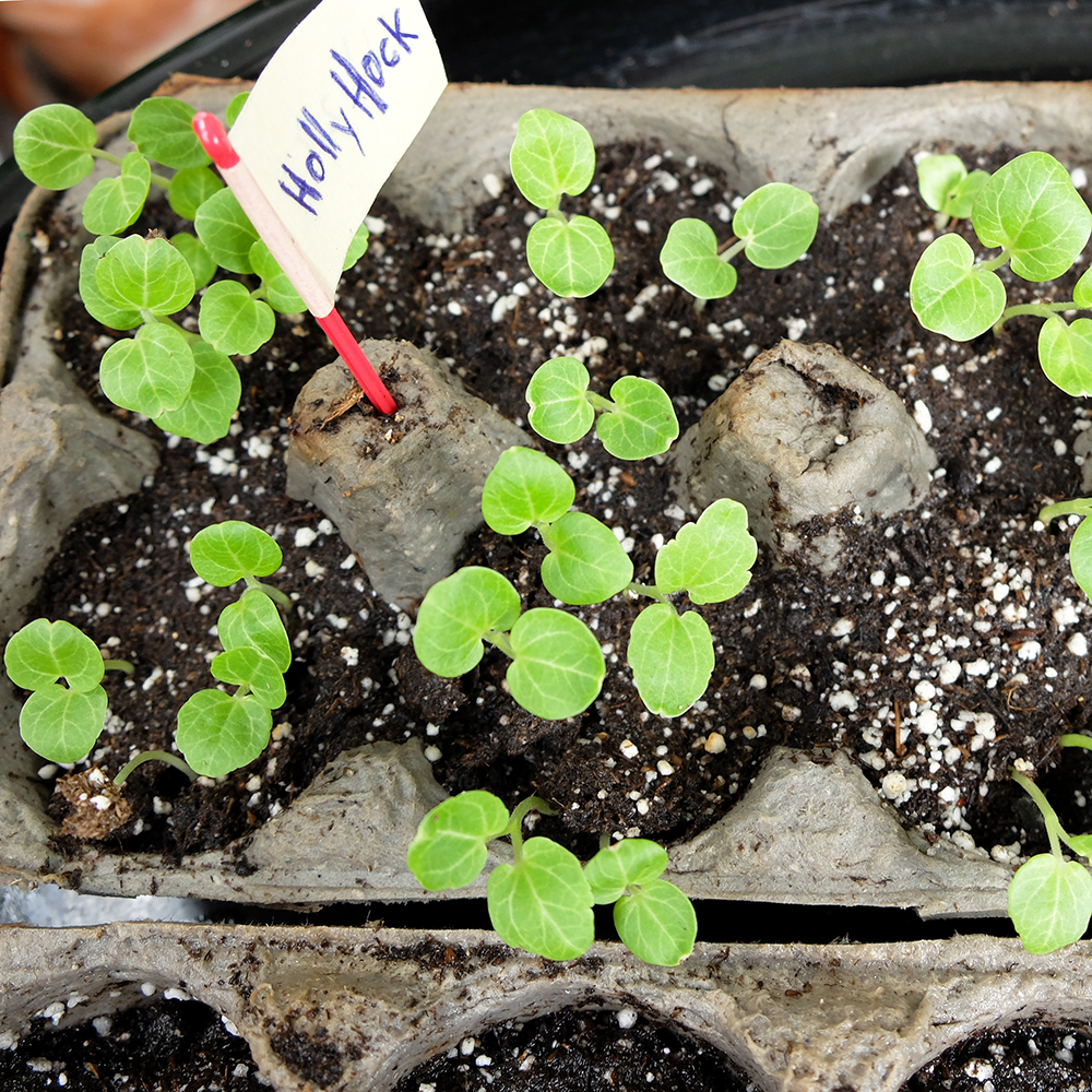 Hollyhock Sprouts - planting Hollyhock seeds