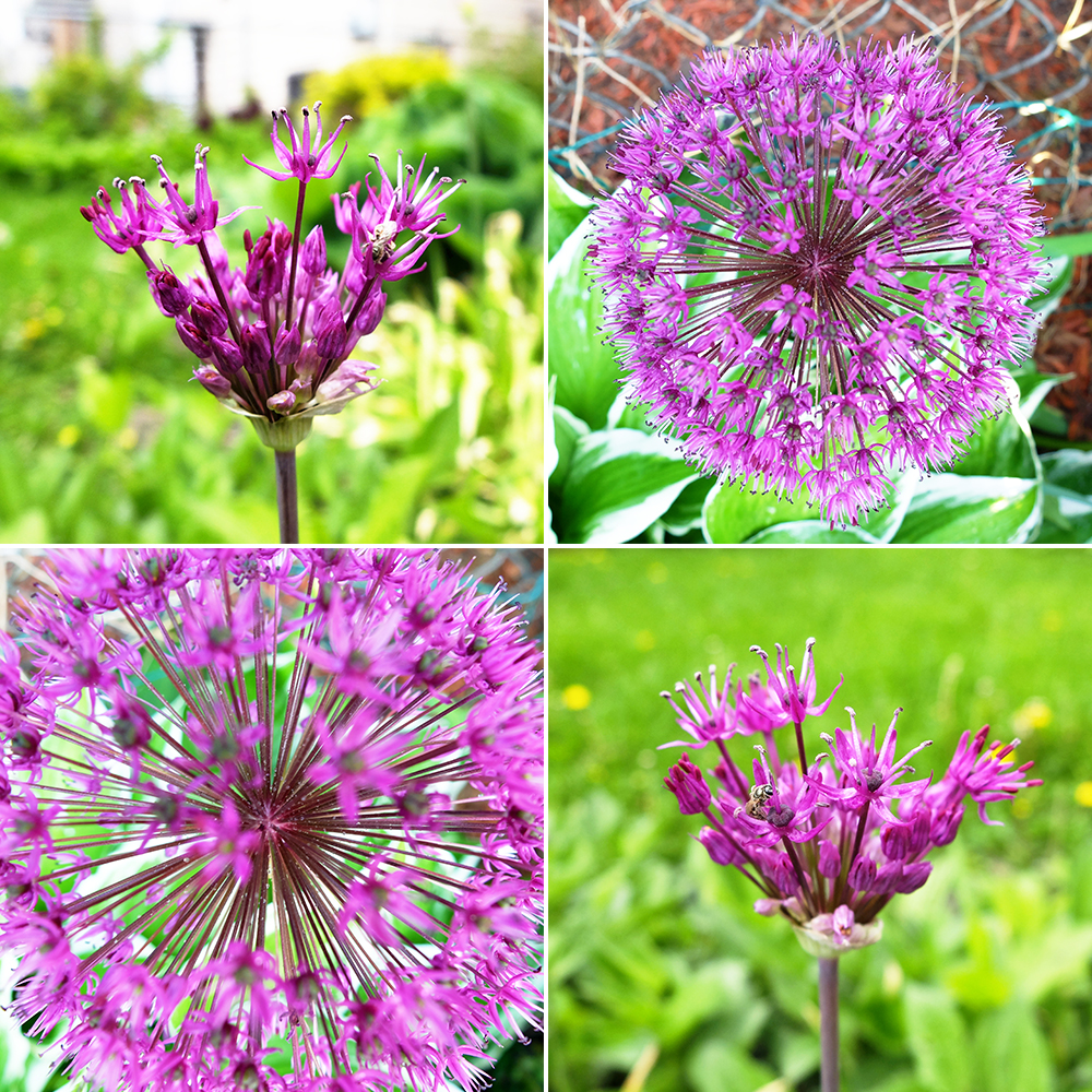 Alliums 