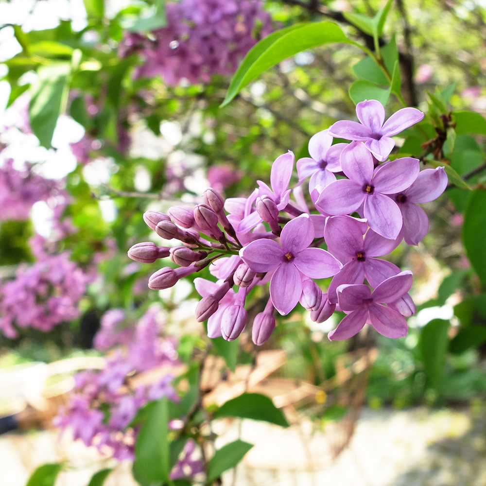 Lilac - Syringa vulgaris