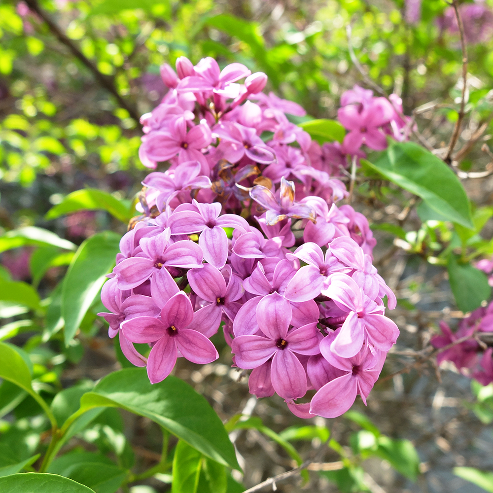 Lilac - Syringa vulgaris