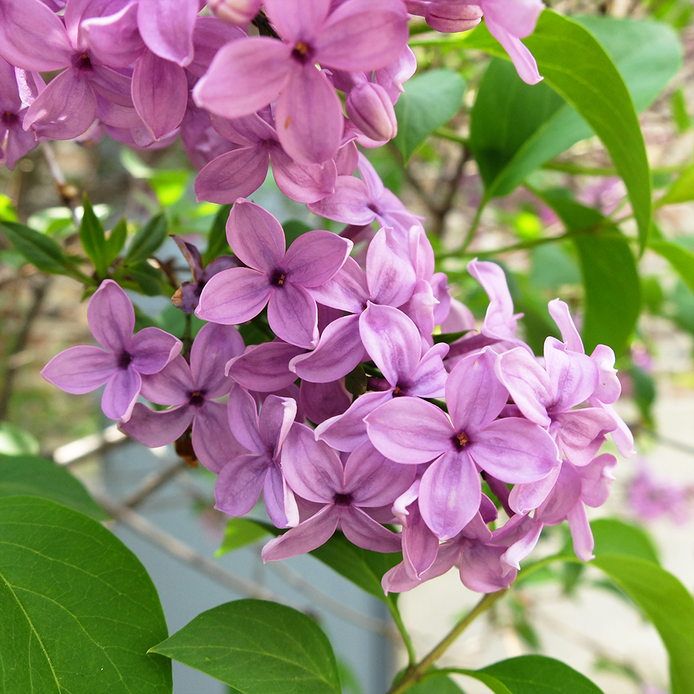 Lilac - Syringa vulgaris