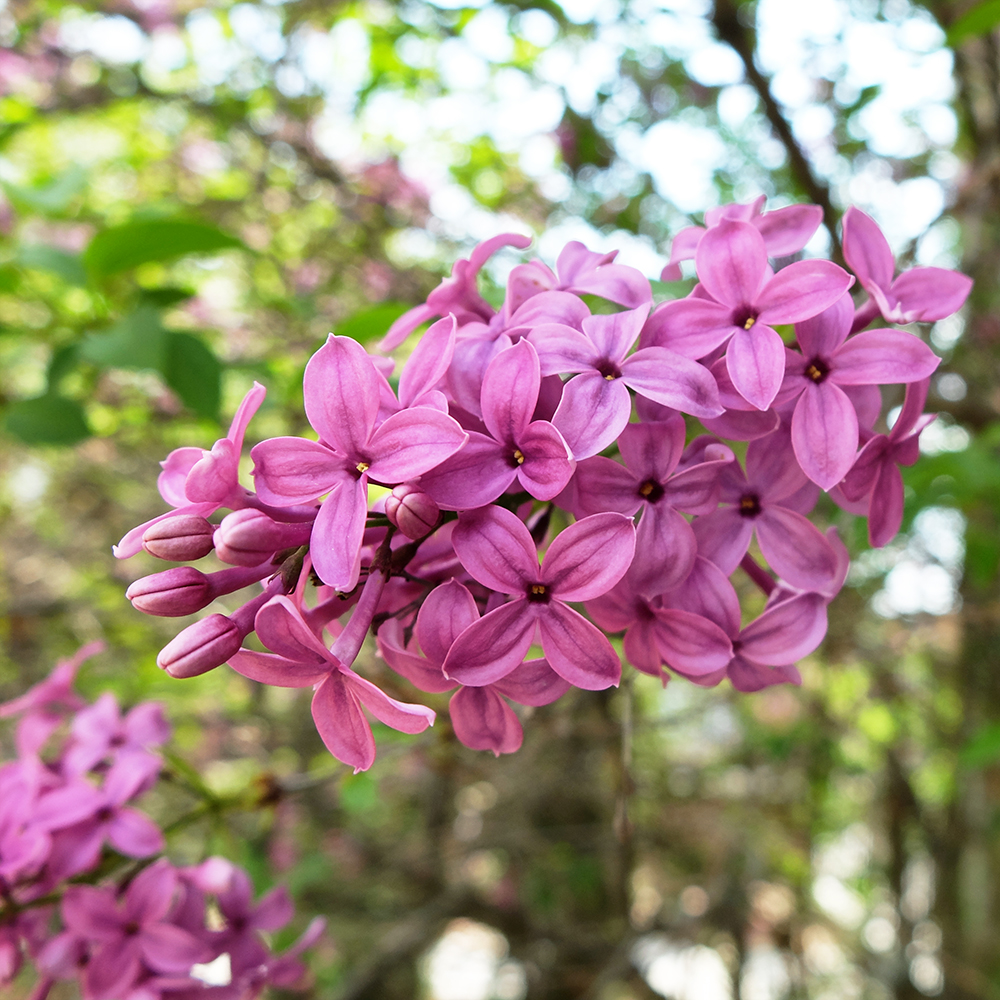 Lilac - Syringa vulgaris