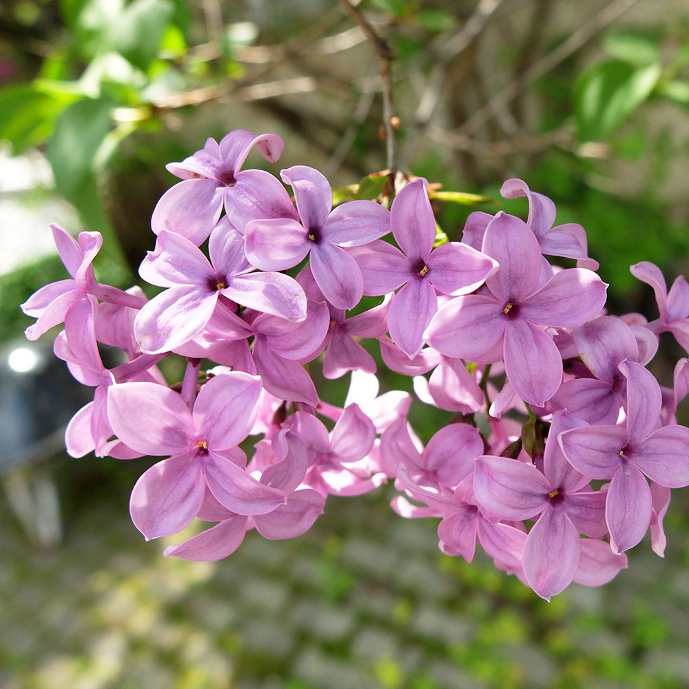 Lilac - Syringa vulgaris