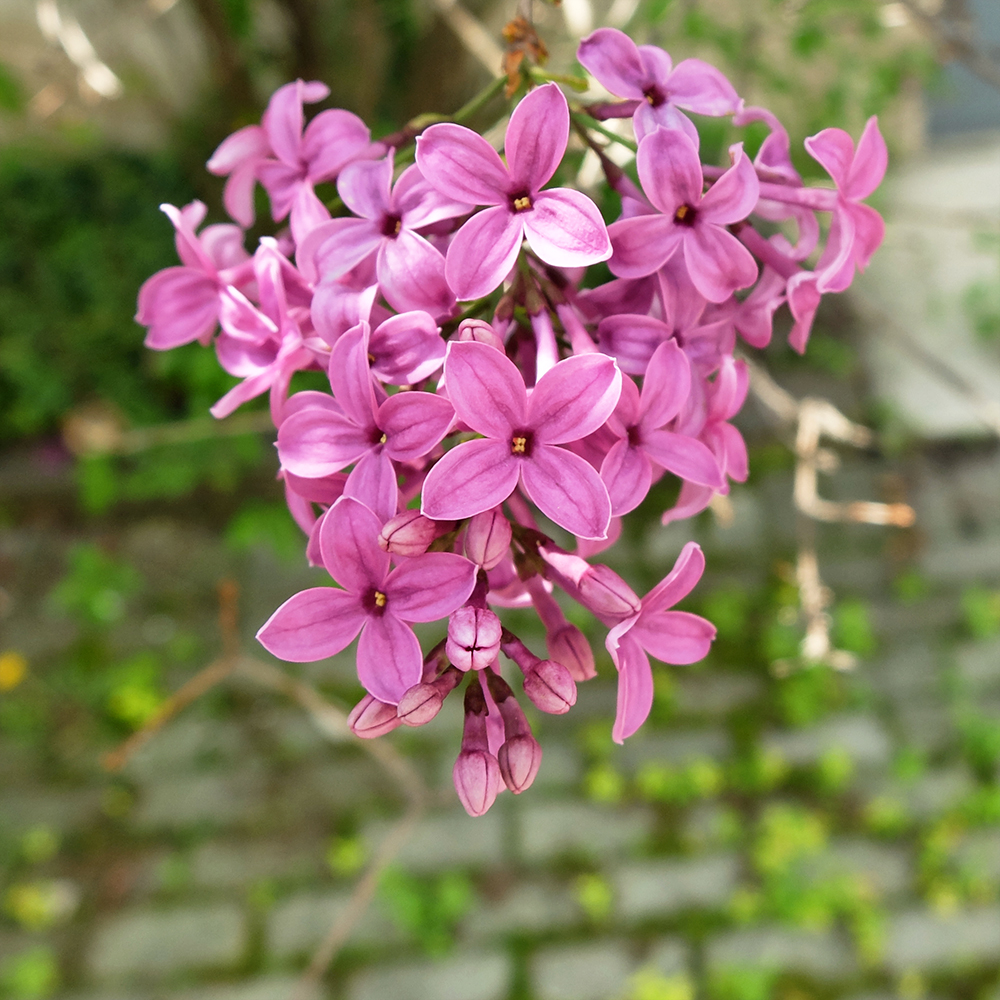 Lilac - Syringa vulgaris