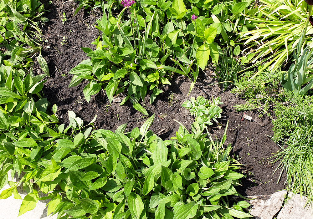 planting flower sprouts