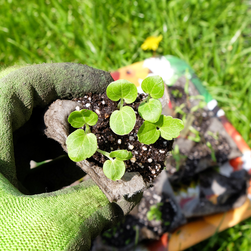 Hollyhock seedlings - planting flowers